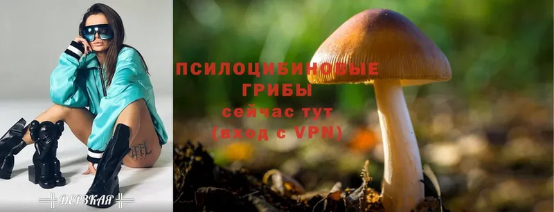 купить наркотик  Курган  Галлюциногенные грибы Psilocybine cubensis 